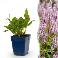 Green Boutiq – Stauden – Persicaria ampl. Rosea – Knöterich – Schattenverträglich – Rosa – 3 Pflanzen – Topfgröße 11 cm – Höhe 15-25 cm