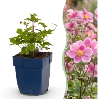 Green Boutiq - Staude - Anemone hup. Splendens - Herbst-Anemone - Schatten - Dunkelrosa - 1 Pflanze - Topf 11cm - Höhe 15-25cm