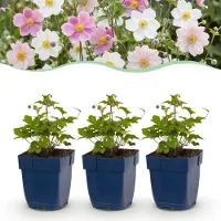 Green Boutiq - Stauden - Anemone Tricolour - Herbst-Anemone - Schatten - Dunkelrosa - Rosa - Weiß - 6 Pflanzen - Topf 11cm - Höhe 15-25cm