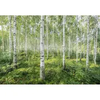 Komar Fototapete "Sunny Day - Größe 368 x 254 cm", bunt, B:368m L:254m, Papier, Tapeten, Fototapete, Wohnzimmer, Schlafzimmer