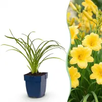 Green Boutiq – Stauden – Hemerocallis Stella d'Oro – Taglilie – Lockt Bienen und Schmetterlinge an – Gelb – 12 Pflanzen – Topfgröße 11 cm – Höhe 15-25 cm