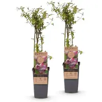 Green Boutiq - Obstpflanze - Vaccinium cor. Pink Lemonade - Rosa Heidelbeere - Winterharte - Rosa Beere - 2 Pflanzen - Topf 15cm - Höhe 50cm
