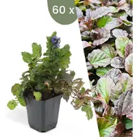 Frank GmbH Plants by Frank | 60 Günsel Pflanzen | Ajuga Reptans | Bodendecker | Winterhart | Mehrjährig | Gartenpflanzen