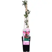 Hoogeveen Plants BV Lonicera Periclymenum 'Serotina' - ↨65Cm - Ø15