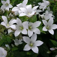 Arborix 6 x Karpaten-Glockenblume 'Weisse Clips' Campanula carpatica Topf 9cm Kleinwüchsig