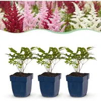 Green Boutiq - Stauden - Astilbe Tricolour - Prachtspirea - Schatten - Lila - Rosa - Weiß - 24 Pflanzen - Topf 11cm - Höhe 15-25cm