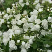 Arborix Gartenjasmin 'Manteau d'Hermine' Philadelphus 40 bis 50 cm im Container Kompakt Wachsend