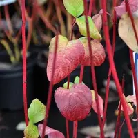Arborix Hartriegel 'Sibirica' Cornus alba 60 bis 80 cm im Container Rote Wintertriebe