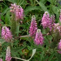Arborix 6 x Ehrenpreis 'Heidekind' Veronica spicata Topf 9cm Schnittblume