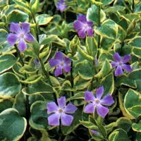 Arborix 6 x Großes Immergrün 'Variegata' Vinca Major Topf 9cm Kriechend