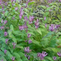 Arborix 6 x Japanische Krötenlilie Tricyrtis hirta Topf 9cm Spätsommerblüher