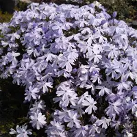 Arborix 6 x Teppich-Flammenblume 'Emerald Cushion Blue' Phlox subulata Topf 9cm Immergrün