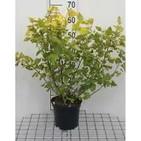 GRDplanten Physocarpus opulif. 'Dart's Gold' - Gelbe Blasenspiere 30- 40 cm - Container