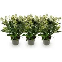 Green Boutiq GreenboutiQ - Terrassenpflanze - Skimmia japonica Finchy - Blüte Weiß - 15+ Blumen - 3 Pflanzen - Winterhart - Topf 15cm Höhe 30cm