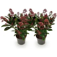 Green Boutiq GreenboutiQ - Terrassenpflanze - Skimmia japonica Rubella - Blüte Rot - 10+ Blumen - 2 Pflanzen - Winterhart - Topf 10,5cm Höhe 25cm