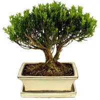 Exotenherz Bonsai Buchsbaum, Buxus herlandii, 20cm Schale, Buxbaum - Outdoor-Bonsai