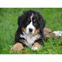 Lais Systeme Lais Puzzle Berner Sennenhund 1000 Teile