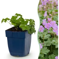 Green Boutiq - Stauden - Geranium cant. Cambridge - Storchschnabel - Bodendeckend - Hellrosa - 24 Pflanzen - Topf 11cm - Höhe 15-25cm