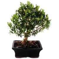 Exotenherz Bonsai Buchsbaum - Buxus herlandii 15cm