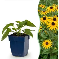 Green Boutiq - Staude - Rudbeckia fulg. Goldsturm - Gelbe Sonnenhut - Bienen- und Schmetterlingsanwerfer - Gelb - 6 Pflanzen - Topf 11cm - Höhe 15-25cm