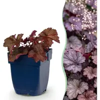 Green Boutiq - Stauden - Heuchera micr. Palace Purple - Purpurglöckchen - Schatten - Lila - 12 Pflanzen - Topf 11cm - Höhe 15-25cm