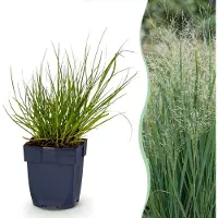 Green Boutiq - Gräser - Panicum virg. Northwind - Prairiegras - Mit Blüte - Grün - 1 Pflanze - Topf 11cm - Höhe 15-25cm