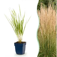 Green Boutiq - Gräser - Calamagrostis Karl Foerster - Schilfrohr - Mit Blüte - Grün - 6 Pflanzen - Topf 11cm - Höhe 15-25cm