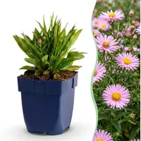 Green Boutiq – Stauden – Aster Wood's Pink – Rispen-Spirea – Attraktiv für Bienen und Schmetterlinge – Rosa – 6 Pflanzen – Topf 11 cm – Höhe 15-25 cm