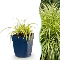 Green Boutiq - Gräser - Carex oshimensis Evergold - Japanische Segge - Immergrün - Gelb-Grün - 24 Pflanzen - Topf 11cm - Höhe 15-25cm