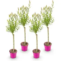 Green Boutiq - 4x Salix Flamingo - Flamingo-Weide - Bunt Rosa - Baum - Ø17cm - ↕70-80cm