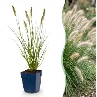 Green Boutiq - Gras - Pennisetum alop. Hameln - Lampenputzergras - Mit Plume - Grün - 1 Pflanzen - Topf 11cm - Höhe 15-25cm