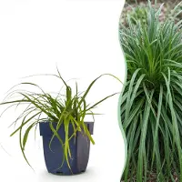 Green Boutiq - Gräser - Carex oshimensis Evergreen - Japanisches Sauergras - Immergrün - Grün - 12 Pflanzen - Topf 11cm - Höhe 15-25cm