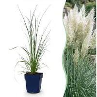 Green Boutiq - Gräser - Cortaderia sell. Pumila - Zwerg-Pampasgras - Mit Feder - Grau - 24 Pflanzen - Topf 11cm - Höhe 15-25cm