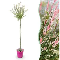 Green Boutiq - Salix Flamingo - Flamingo-Weide - Bunt Rosa - Baum - Ø23cm - ↕140-160cm