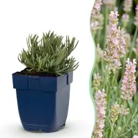 Green Boutiq - Stauden - Lavandula ang. Rosea - Lavendel - Düfte - Rosa - 1 Pflanzen - Topf 11cm - Höhe 15-25cm