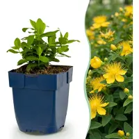 Green Boutiq - Stauden - Hypericum calycinum - Johanniskraut - Bienen- und Schmetterlingsanlockern - Gelb - 24 Pflanzen - Topf 11cm - Höhe 15-25cm