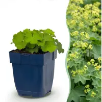 Green Boutiq - Stauden - Alchemilla mollis - Frauenmantel - Bodendecker - Gelb - 12 Pflanzen - Topf 11cm - Höhe 15-25cm
