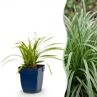 Green Boutiq - Gräser - Carex morrowii Ice Dance - Japanische Segge - Immergrün - Creme-Grün - 6 Pflanzen - Topf 11cm - Höhe 15-25cm