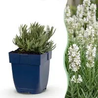 Green Boutiq - Stauden - Lavandula ang. Edelweiss - Lavendel - Duftend - Weiß - 12 Pflanzen - Topf 11cm - Höhe 15-25cm