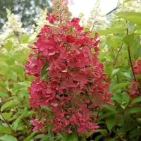 Arborix Rispenhortensie 'Pinky Winky' Hydrangea paniculata 40 bis 50 cm im Container Blütenrispen