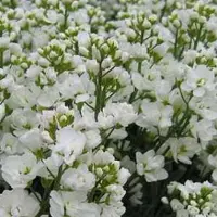 Arborix 6 x Gänsekresse 'Plena' Arabis caucasica Topf 9cm Frühjahrsblüher
