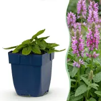 Green Boutiq - Stauden - Stachys off. Ukkie - Hasenohr - Steingartenpflanzen - Rosa - 12 Pflanzen - Topf 11cm - Höhe 15-25cm