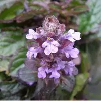 Arborix 6 x Günsel 'Atropurpurea' Ajuga Reptans Topf 9cm Violette Blüten