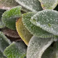 Arborix 6 x Wollziest 'Silver Carpet' Stachys byzantina Topf 9cm Silbergraues Laub