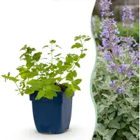 Green Boutiq - Staude - Nepeta faassenii - Katzenminze - Bienen- und Schmetterlingsmagneten - Lila - 1 Pflanzen - Topf 11cm - Höhe 15-25cm