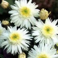 Arborix 6 x Margerite 'Wirral Supreme' Leucanthemum Topf 9cm Schnittblume
