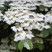 Arborix Japanischer Schneeball 'Lanarth' Viburnum plicatum 40 bis 60 cm im Container Kompakt Wachsend