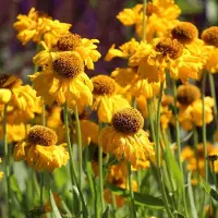 Arborix 6 x Sonnenbraut 'The Bishop' Helenium bigelovii Topf 9cm Schmetterlingspflanze