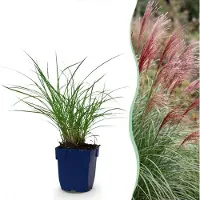 Green Boutiq - Gräser - Miscanthus sin. Red Chief - Pampasgras - Mit Blüte - Grün - 1 Pflanzen - Topf 11cm - Höhe 15-25cm