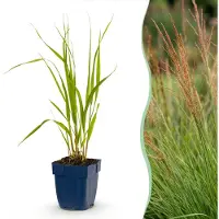 Green Boutiq - Gräser - Molinia caer. Heidebraut - Rohrbinse - Mit Blüte - Grün - 12 Pflanzen - Topf 11cm - Höhe 15-25cm